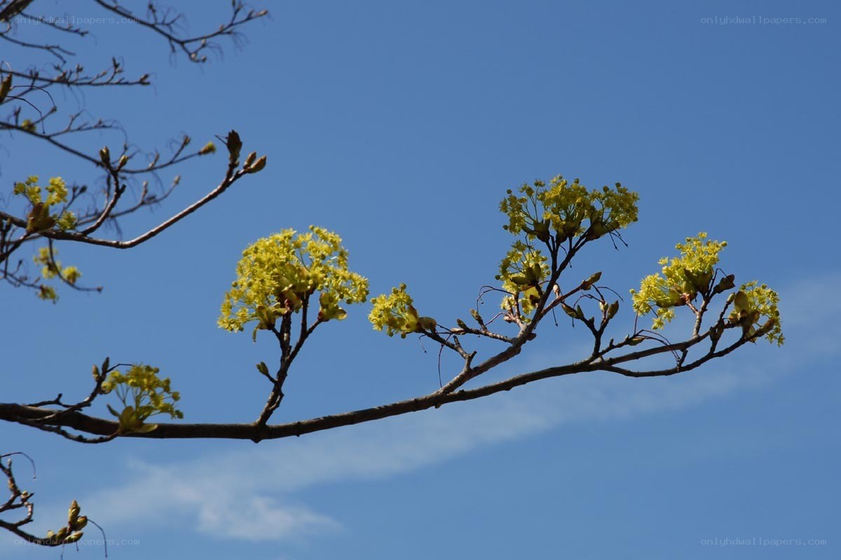 tree blossoms against blue sky