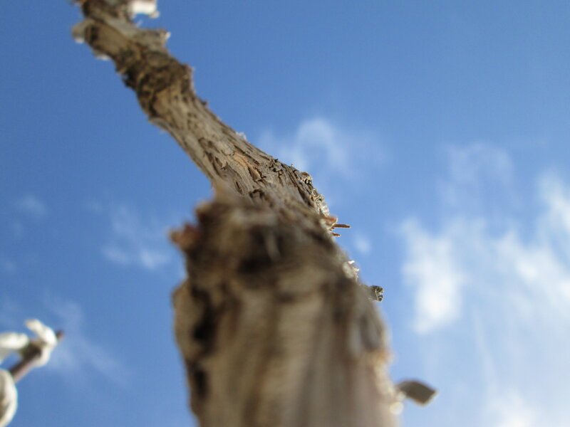 Tree Branch Against Sky