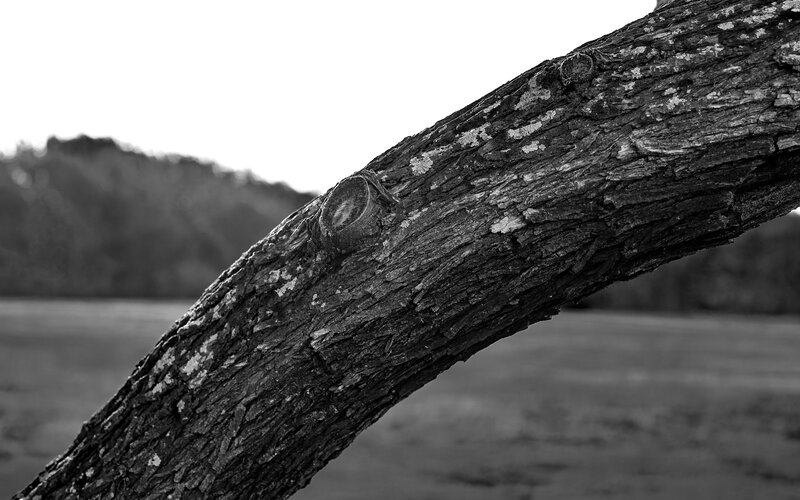 Tree Branch in Focus