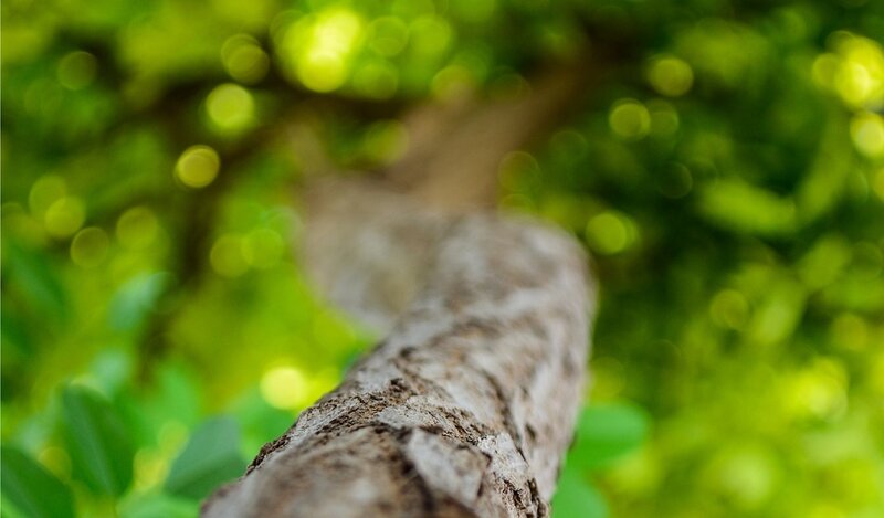 tree branch in forest