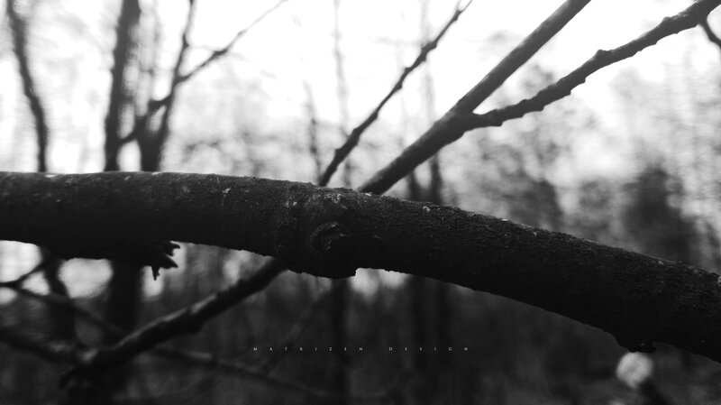 Tree Branch in Forest — Black