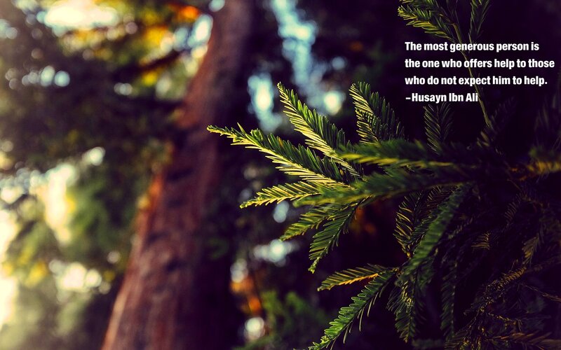 Tree Branch in Forest — Green, Serene