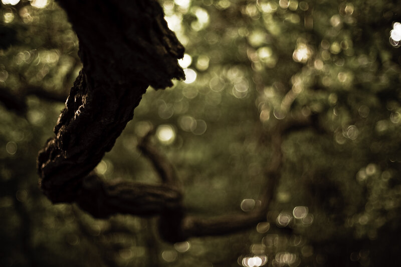 Tree Branch in Forest — Green