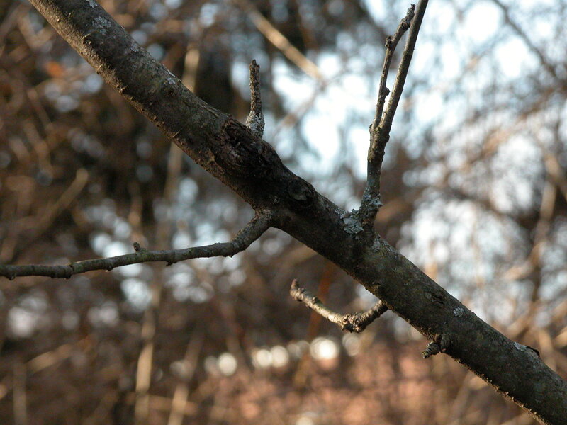tree branch in forest