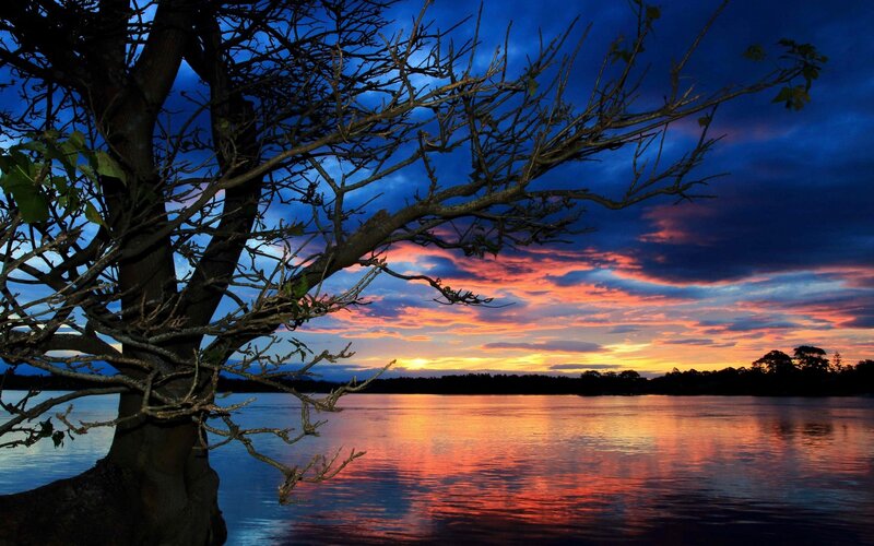 Tree Branch over Lake — Blue, Dramatic, Sunset