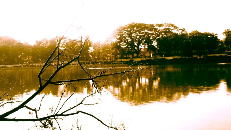 Tree Branch over Lake — Brown
