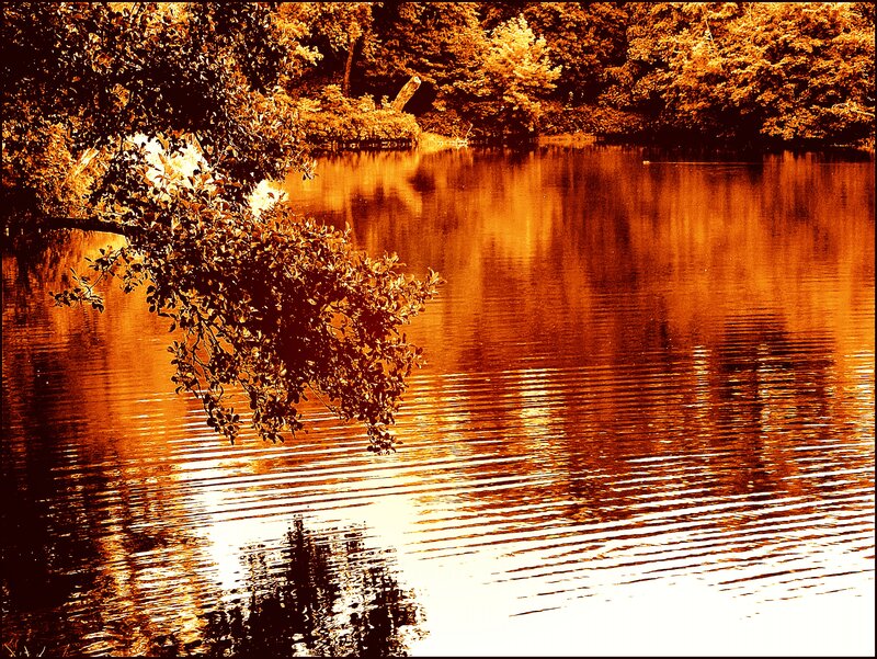 Tree Branch over Lake — Orange, Serene