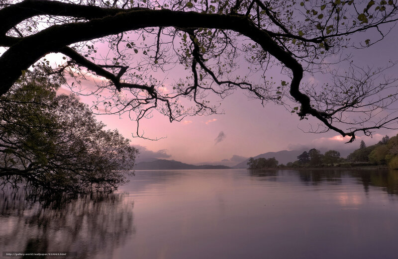 Tree Branch over Lake — Purple, Serene