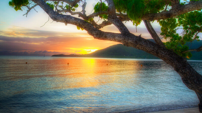 Tree Branch over Ocean