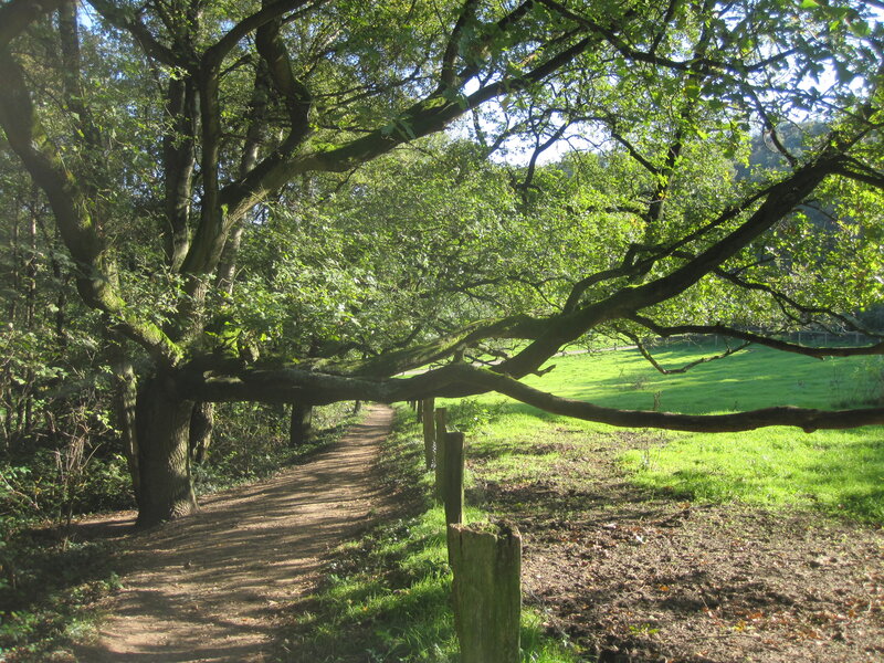 Tree Branch over Path