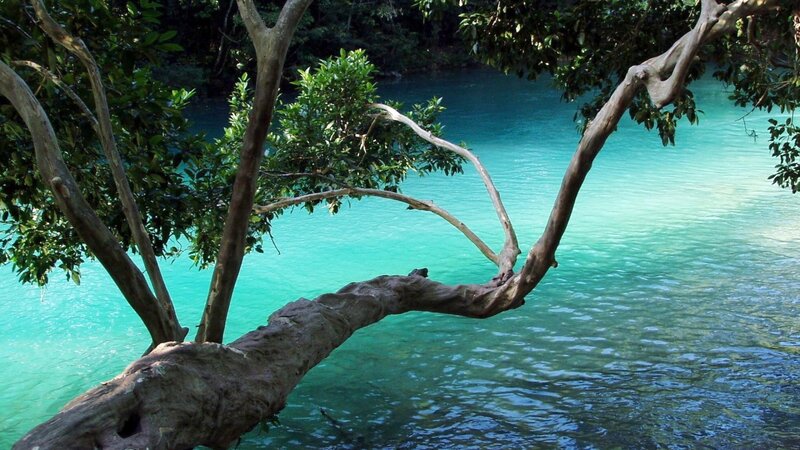 Tree Branch over River