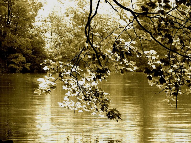 Tree Branch over Water — Brown