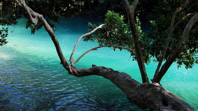 Tree Branch over Water — Green