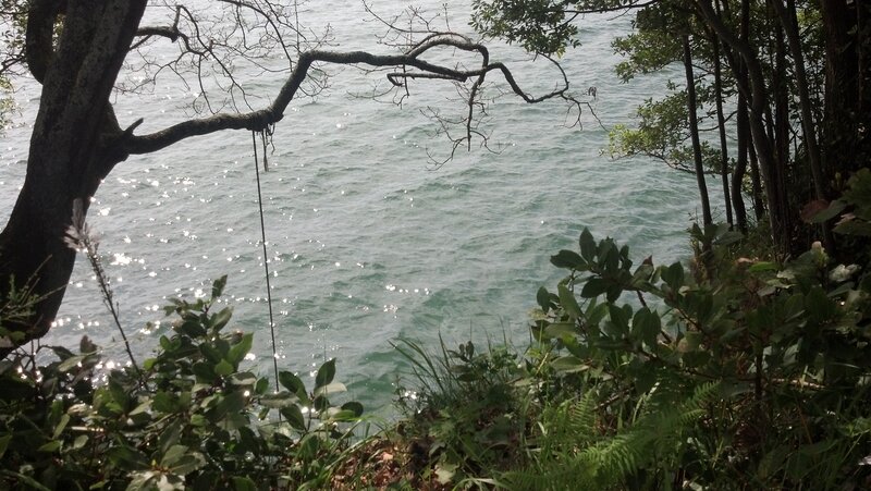 tree branch over water
