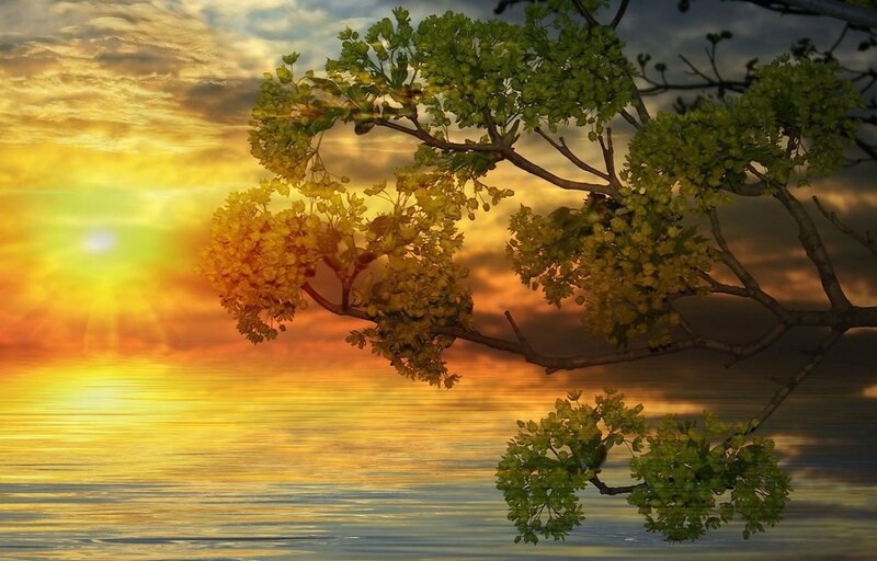 Tree Branch over Water — Yellow