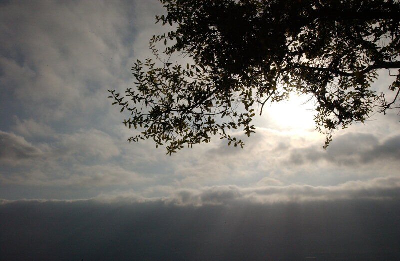 Tree Branch Silhouetted