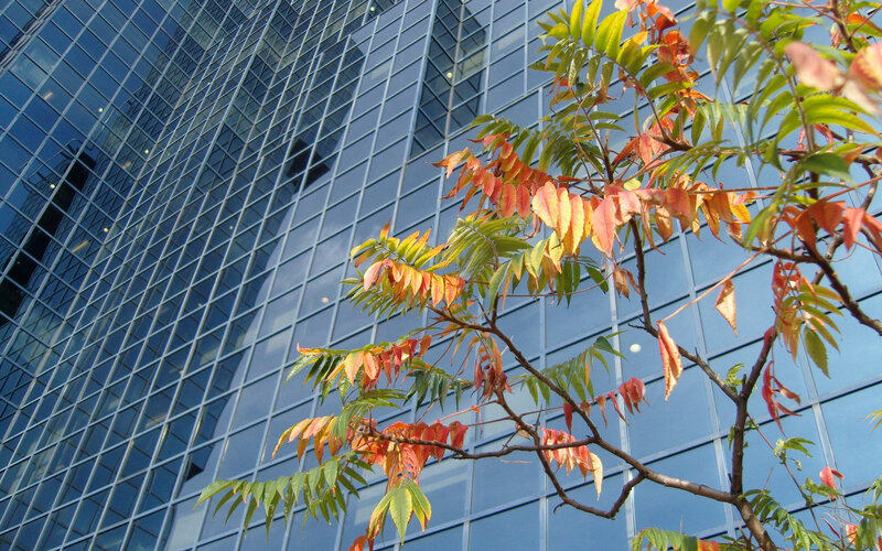 Tree Branch with Autumn Leaves — Green