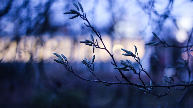 Tree Branch with Buds — Blue
