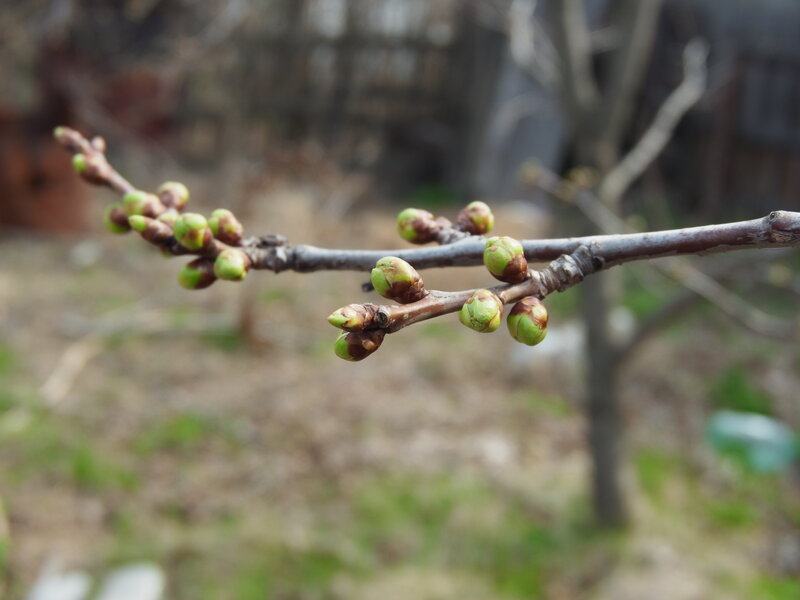 Tree Branch with Buds — Brown, Calm, Spring