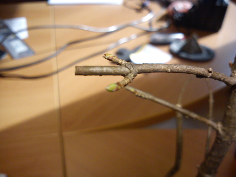 Tree Branch with Buds — Brown, Calm