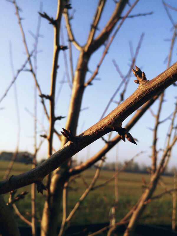 Tree Branch with Buds — Brown, Serene, Spring, Photograph