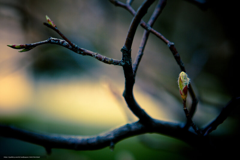 Tree Branch with Buds — Brown, Serene, Spring