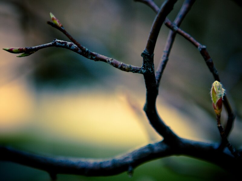 Tree Branch with Buds — Brown, Serene