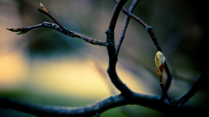 Tree Branch with Buds — Brown