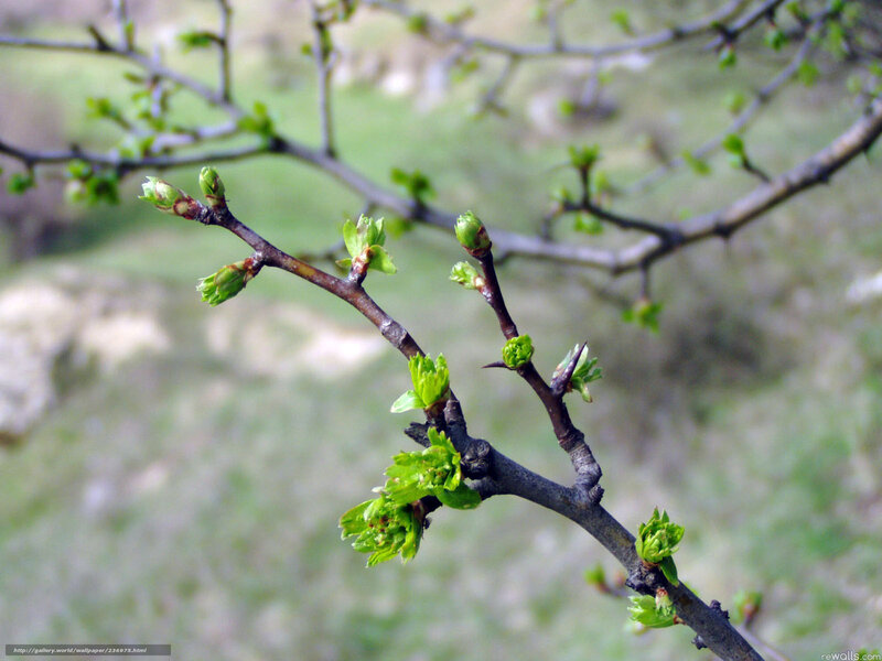 Tree Branch with Buds — Green, Calm