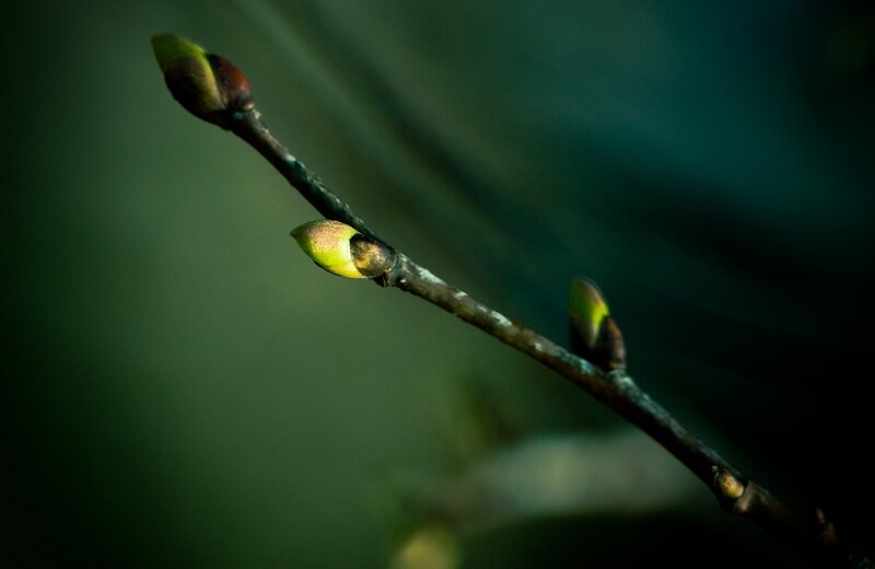Tree Branch with Buds — Green, Serene