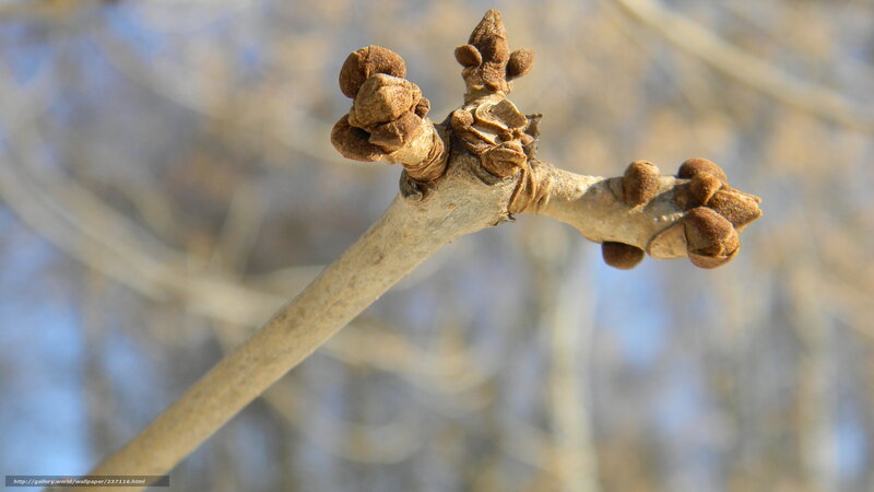 Tree branch with buds