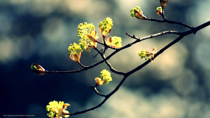Tree Branch with Buds — Yellow, Serene