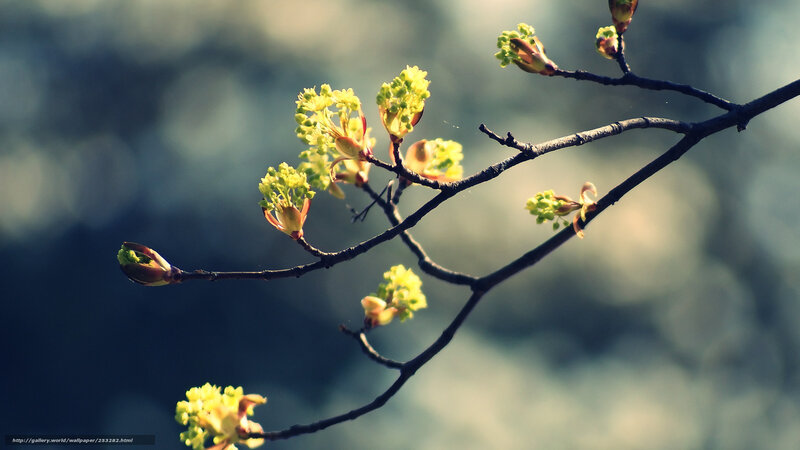 Tree Branch with Buds — Yellow