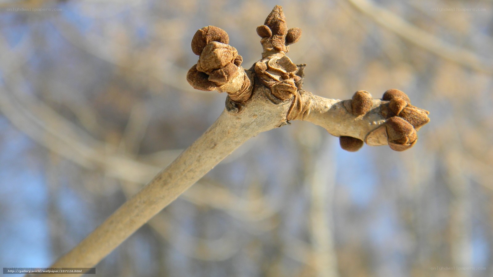 Tree branch with buds