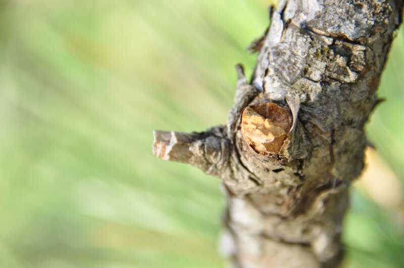 Tree Branch with Cut