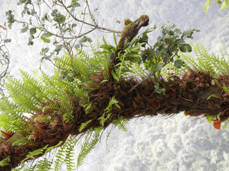 Tree Branch with Ferns