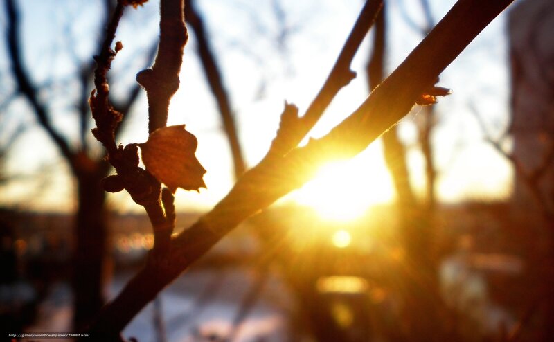 Tree Branch with Leaf