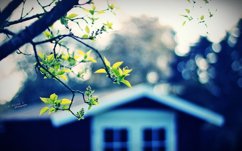 Tree Branch with Leaves — Blue, Serene, Spring