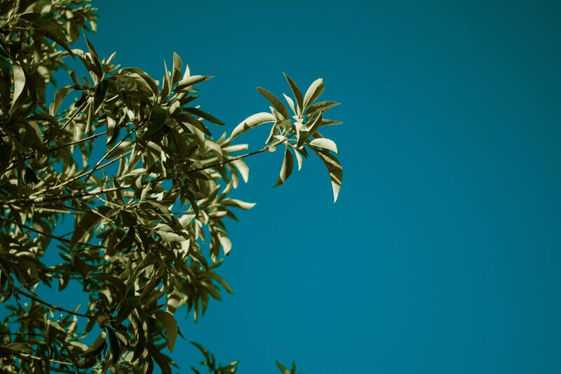 Tree Branch with Leaves — Blue, Serene
