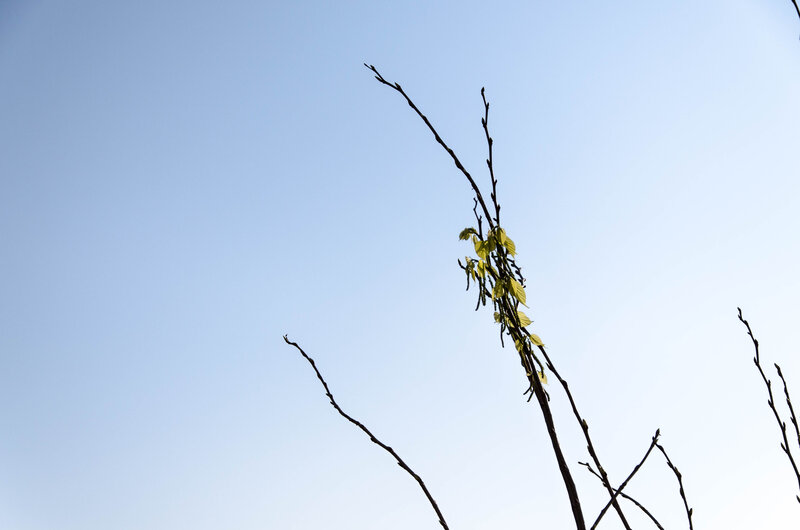 Tree Branch with Leaves — Blue