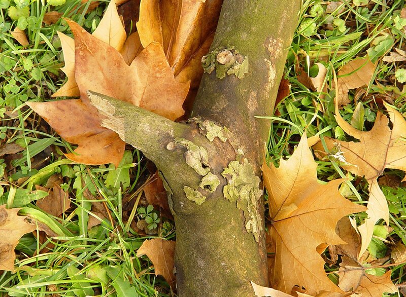 Tree Branch with Leaves — Green, Natural