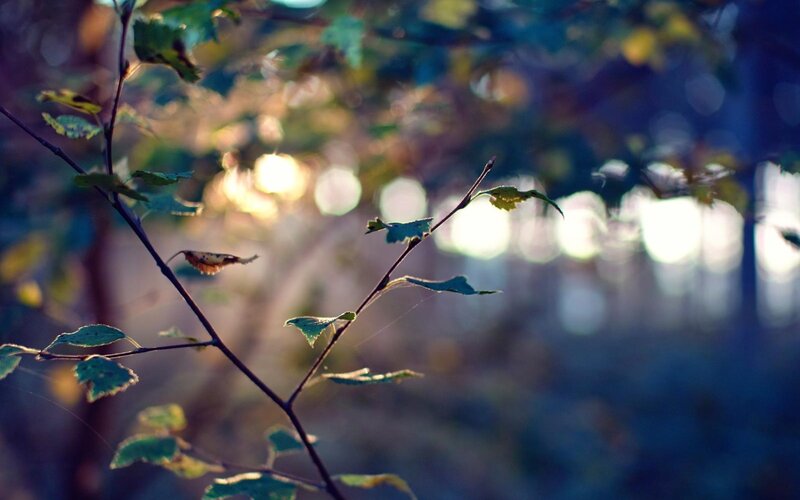Tree Branch with Leaves — Green, Serene, Sunset, Photograph, Sunlight