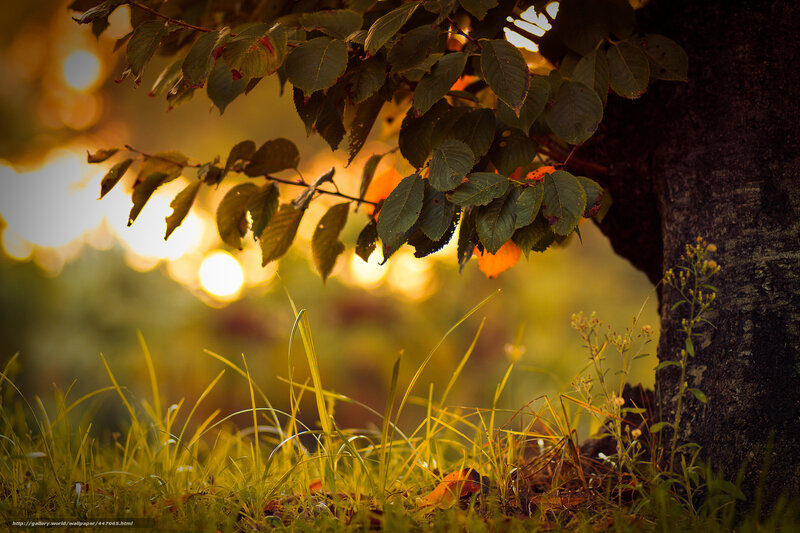 Tree Branch with Leaves — Green, Serene, Sunset, Photograph
