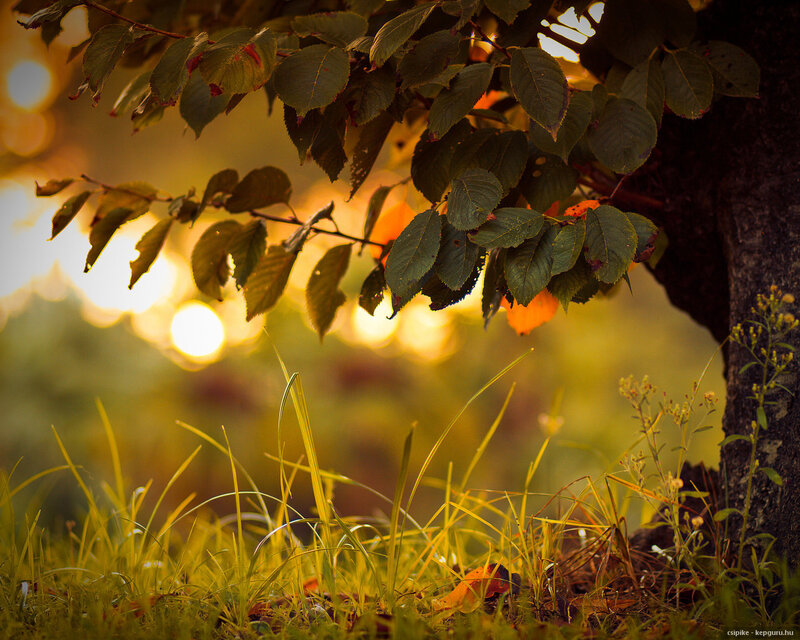Tree Branch with Leaves — Green, Serene