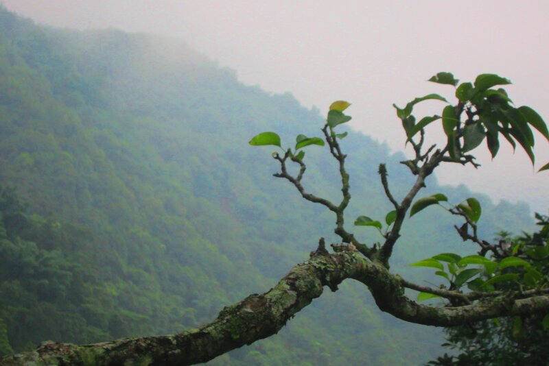 Tree Branch with Leaves