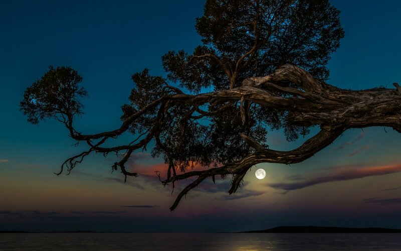 Tree Branch with Moon