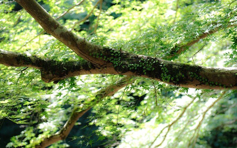 Tree Branch with Moss