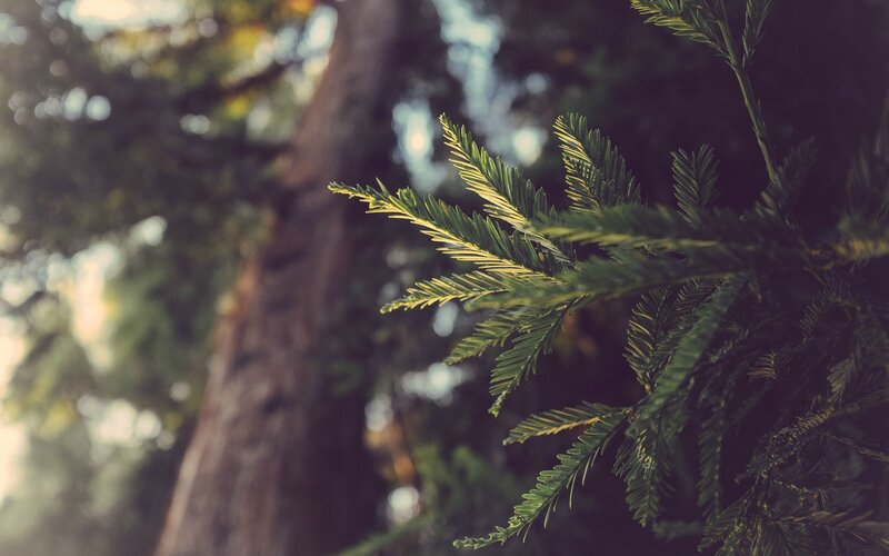 Tree Branch with Needles — Green, Serene