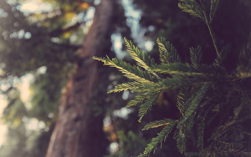 Tree Branch with Needles
