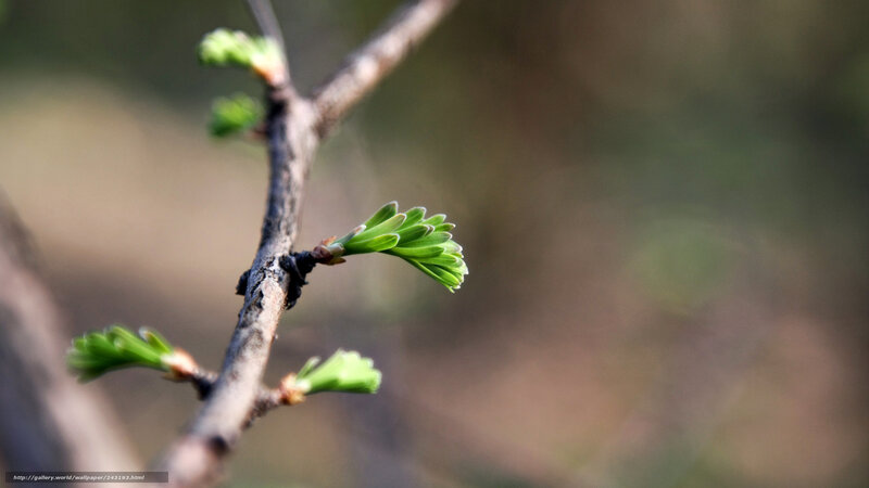 Tree Branch with New Buds